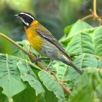 Spindalis portoricensis by Mike's Birds.jpg