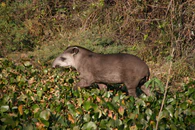 Tapir Pantanal II.jpg