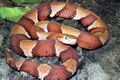 Agkistrodon contortrix mokeson.jpg