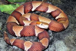 Зэд толгойто хорото могой (Agkistrodon contortrix)