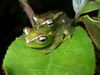 Boophis lilianae 01.jpg