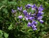 Campanula lactiflora 2.jpg