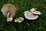 Clitocybe rivulosa 20081116w.JPG