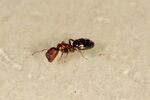 Colobopsis truncata worker.jpg
