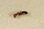 Colobopsis truncata worker.jpg