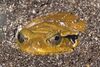 Dyscophus.guineti.7043.jpg