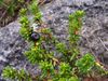 Empetrum nigrum a2.jpg