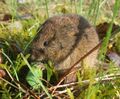 Feldmaus Microtus arvalis.jpg