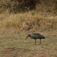 Hadada Ibis Manyara.jpg