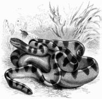 Hydrophis - Brehms.jpg