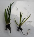 IsoetesLacustris.jpg