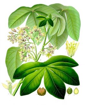 Manihot glaziovii - Köhler–s Medizinal-Pflanzen-223.jpg