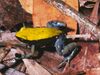 Mantella expectata01.jpg