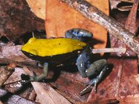 Mantella expectata01.jpg