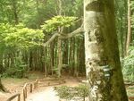 Nationalpark Jasmund Ansicht.jpg