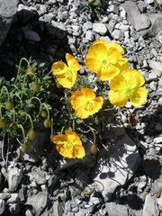 Papaver-aurantiacum-0.jpg