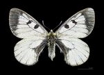 Parnassius mnemosyne MHNT CUT 2013 3 5 Le Mont Dore Male dos.jpg