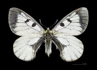 Parnassius mnemosyne MHNT CUT 2013 3 5 Le Mont Dore Male dos.jpg