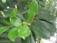 Psidium cattleianum.jpg