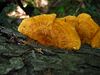 Pycnoporellus fulgens 53554.jpg