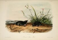 The quadrupeds of North America (Plate LXXIV) (7748318398).jpg