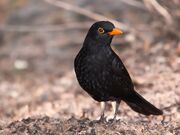 Turdus merula -Gran Canaria, Canary Islands, Spain-8 (2).jpg