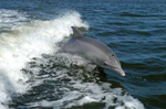 Tursiops truncatus 01.jpg