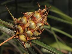 Acanthostachys strobilacea (TS) 1-00848.jpg