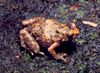 Anodonthyla nigrigularis.jpg