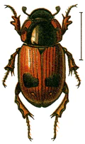 Aphodius bimaculatus.png