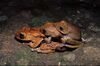 Boophis madagascariensis02.jpg