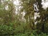Bosquenublado yungas sanandres salta.jpg