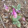 CalypsoOrchid.jpg