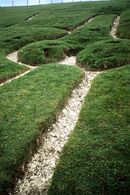 Cerne Abbas Giant's phallus.jpg