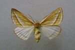 Chariaspilates formosaria female.jpg