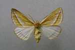 Chariaspilates formosaria female.jpg