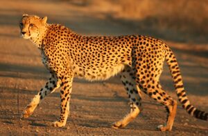 Cheetah Kruger.jpg