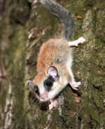 Dryomys-nitedula-(zag1-iljenko).jpg