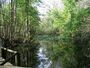 Highland Hammocks SP Swamp Trail06.jpg