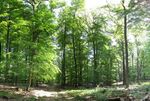 Honigberg-wald-1s.jpg