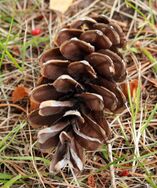 Pinus peuce cone.jpg