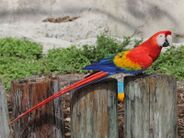 Scarlet Macaw RWD3.jpg
