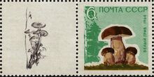 The Soviet Union 1964 CPA 3125A stamp with left label1 (Mushrooms. Cep or penny bun (Boletus edulis) with sheathed woodtuft (Kuehneromyces mutabilis)) 600 dpi.jpg