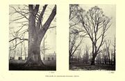 The elms in Magdalen College grove (ca. 1870).jpg