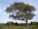 Windswept New Forest tree.jpg