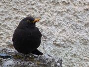 Κότσυφας 6.JPG