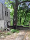 Вековое дерево дуба