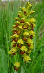 Ятрышник мелкоточечный - Órchis punctulata.JPG