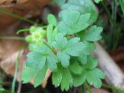 Adoxa moschatellina blatt.jpeg