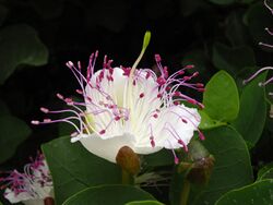 Capparis spinosa 5 (Espagne).jpg
